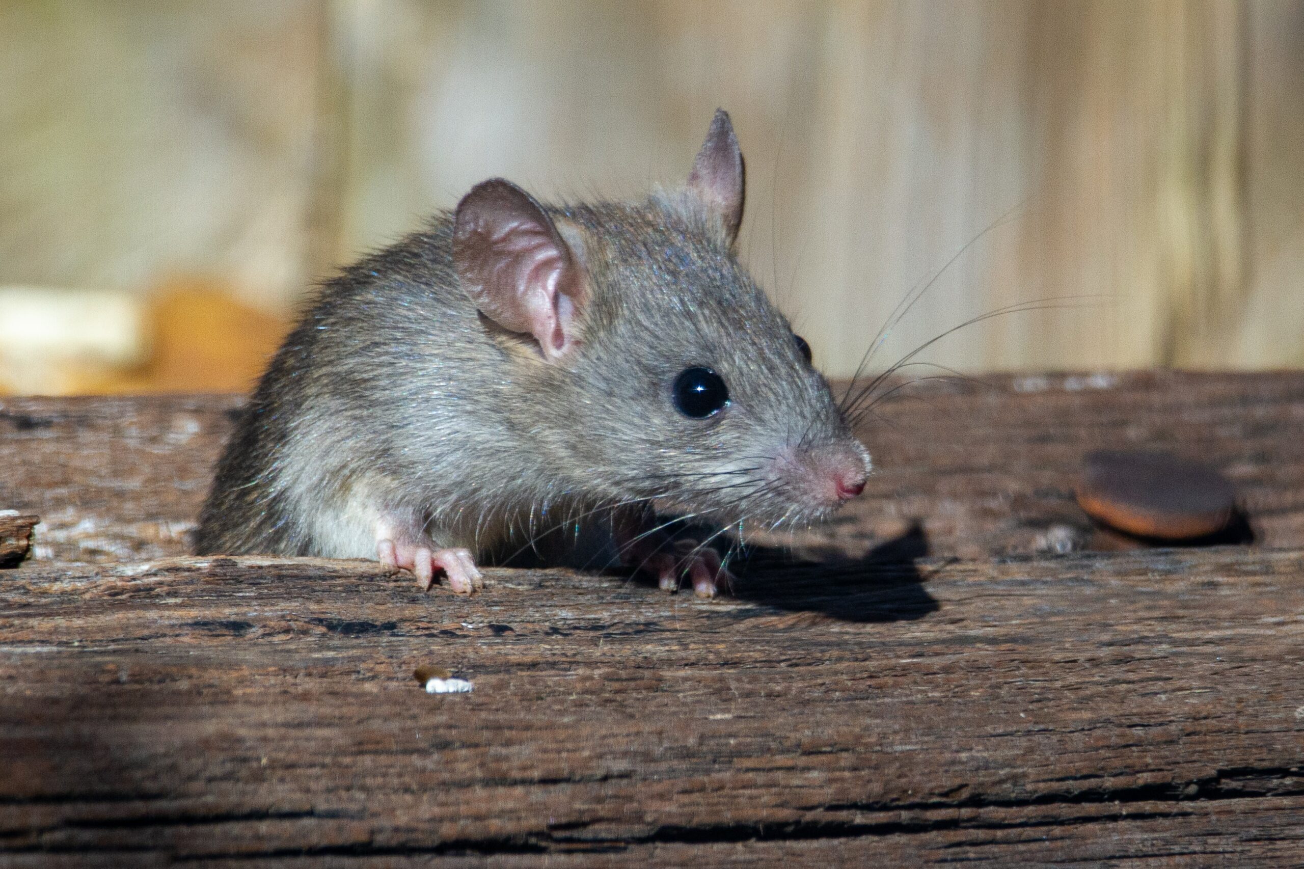 Pest Management Standard