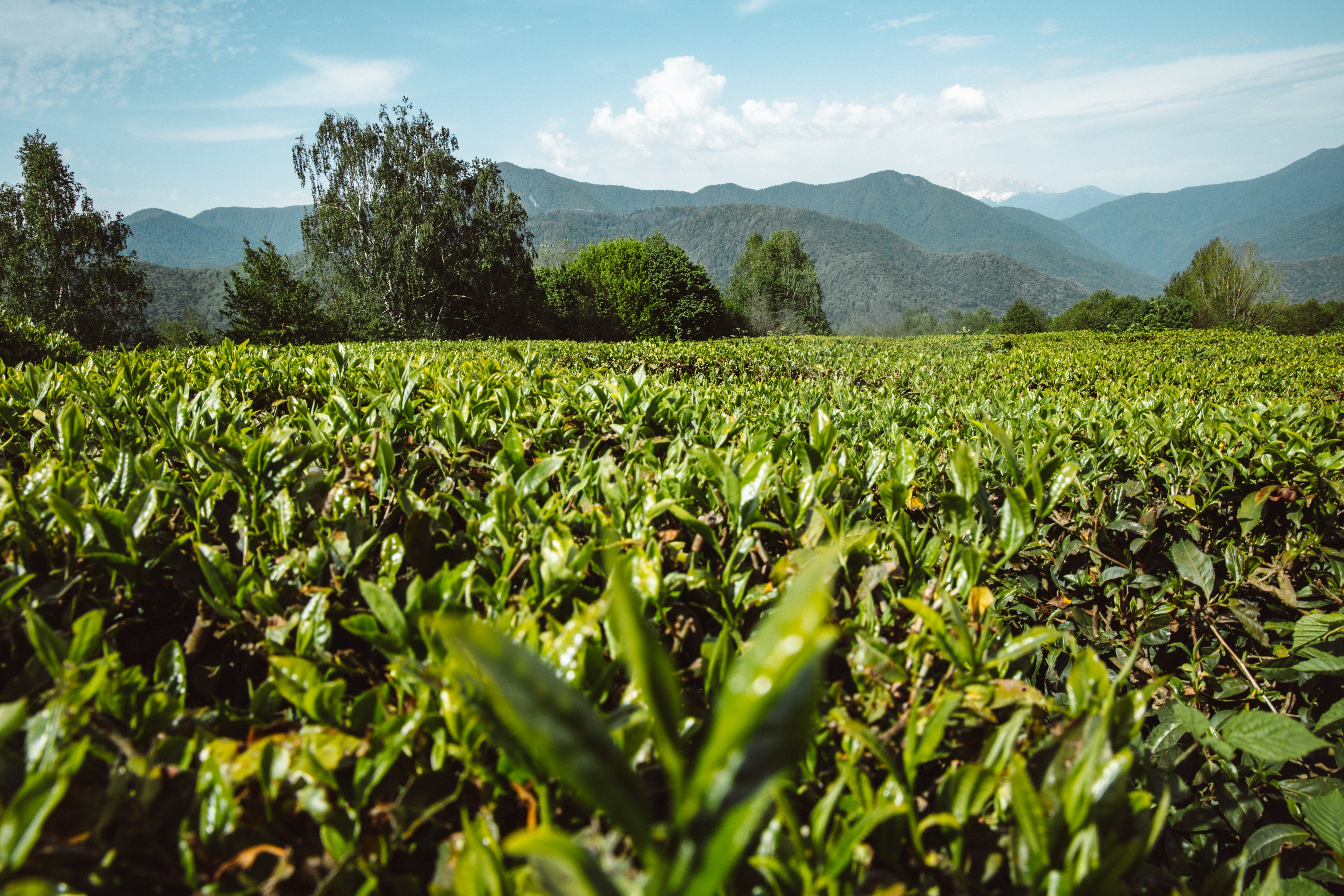 Regenerative agriculture