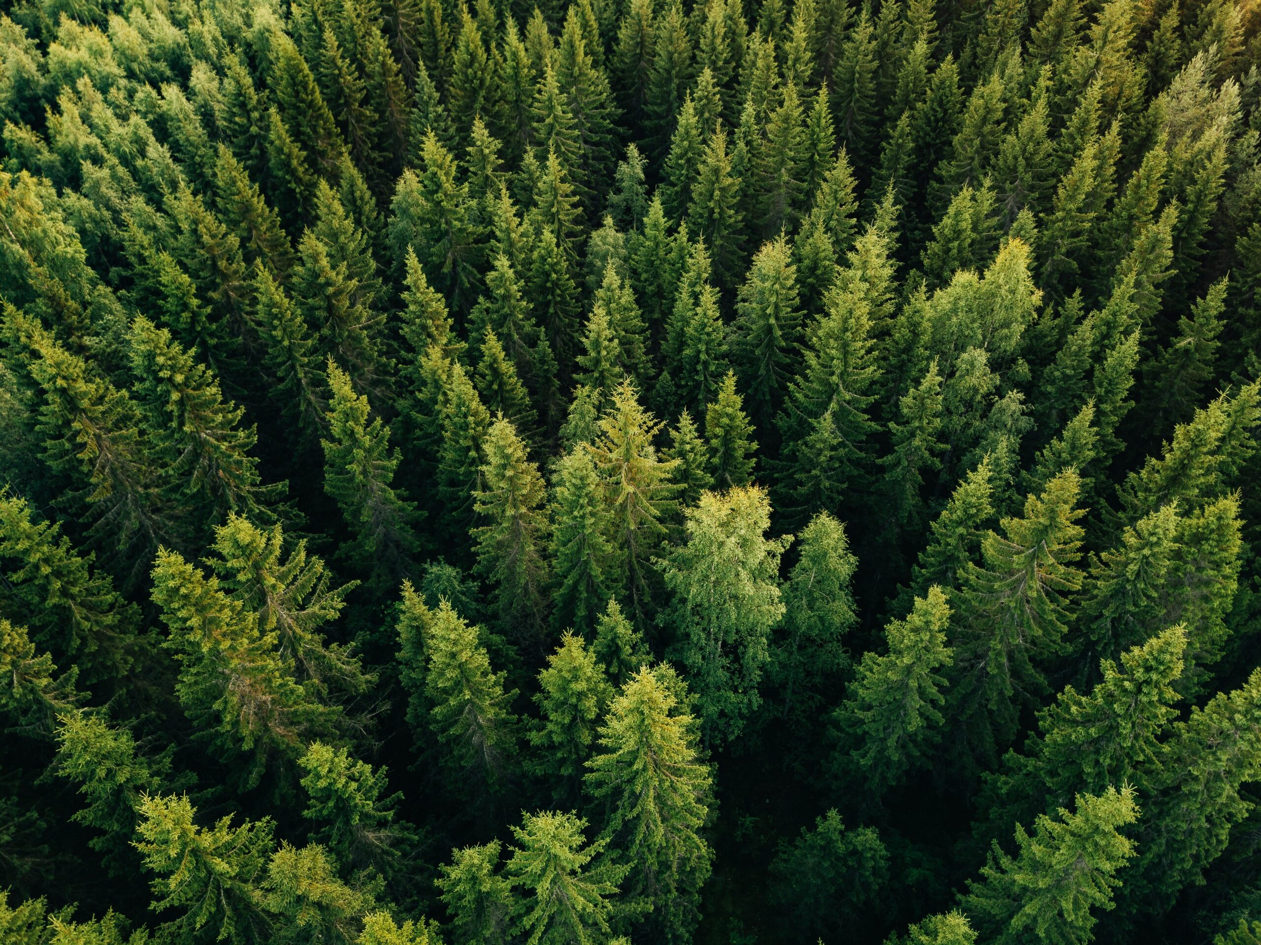 Forest Management Auditor