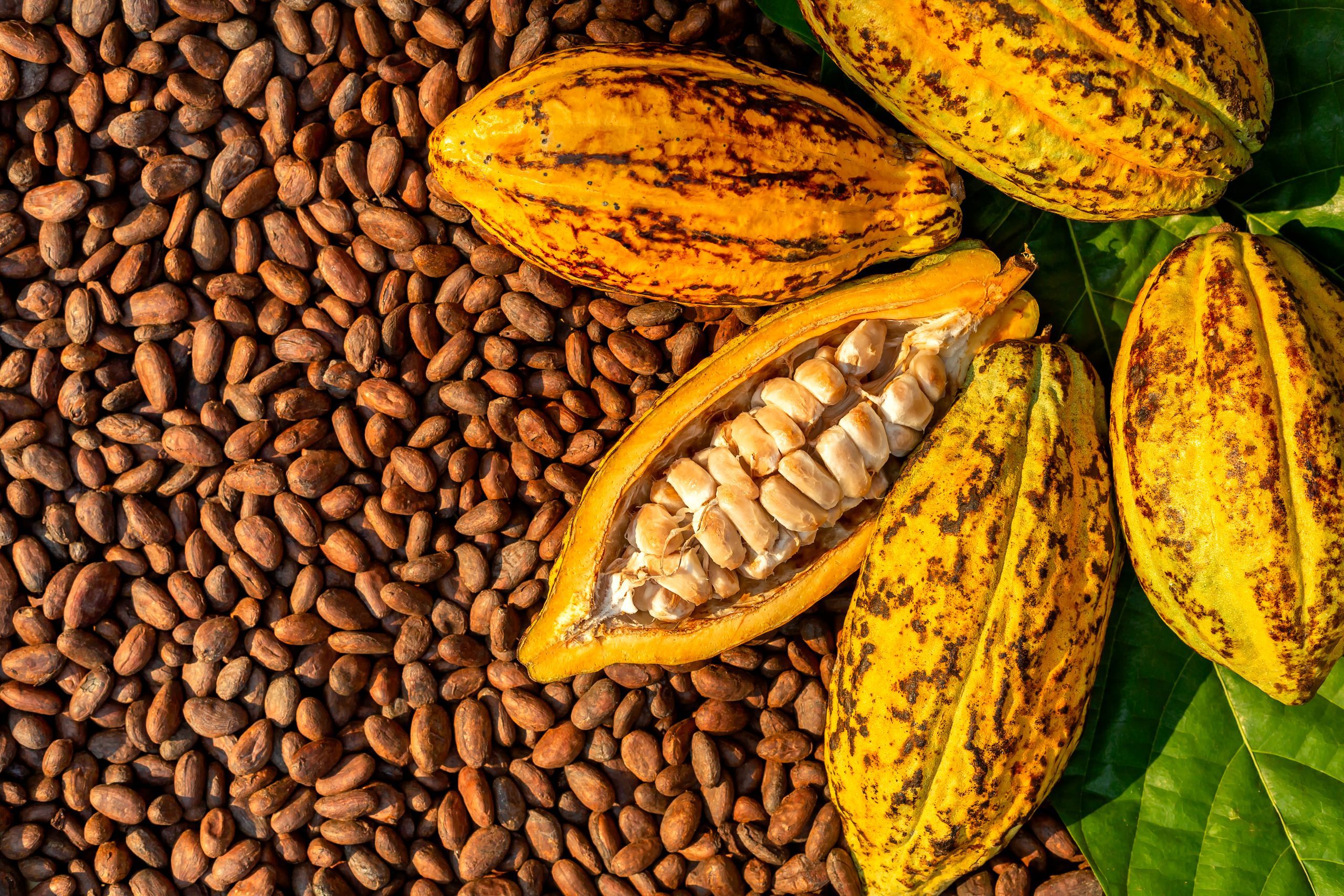 Cocoa