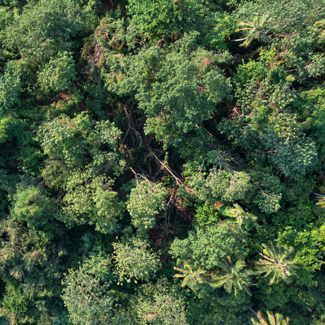 Forestry Contact