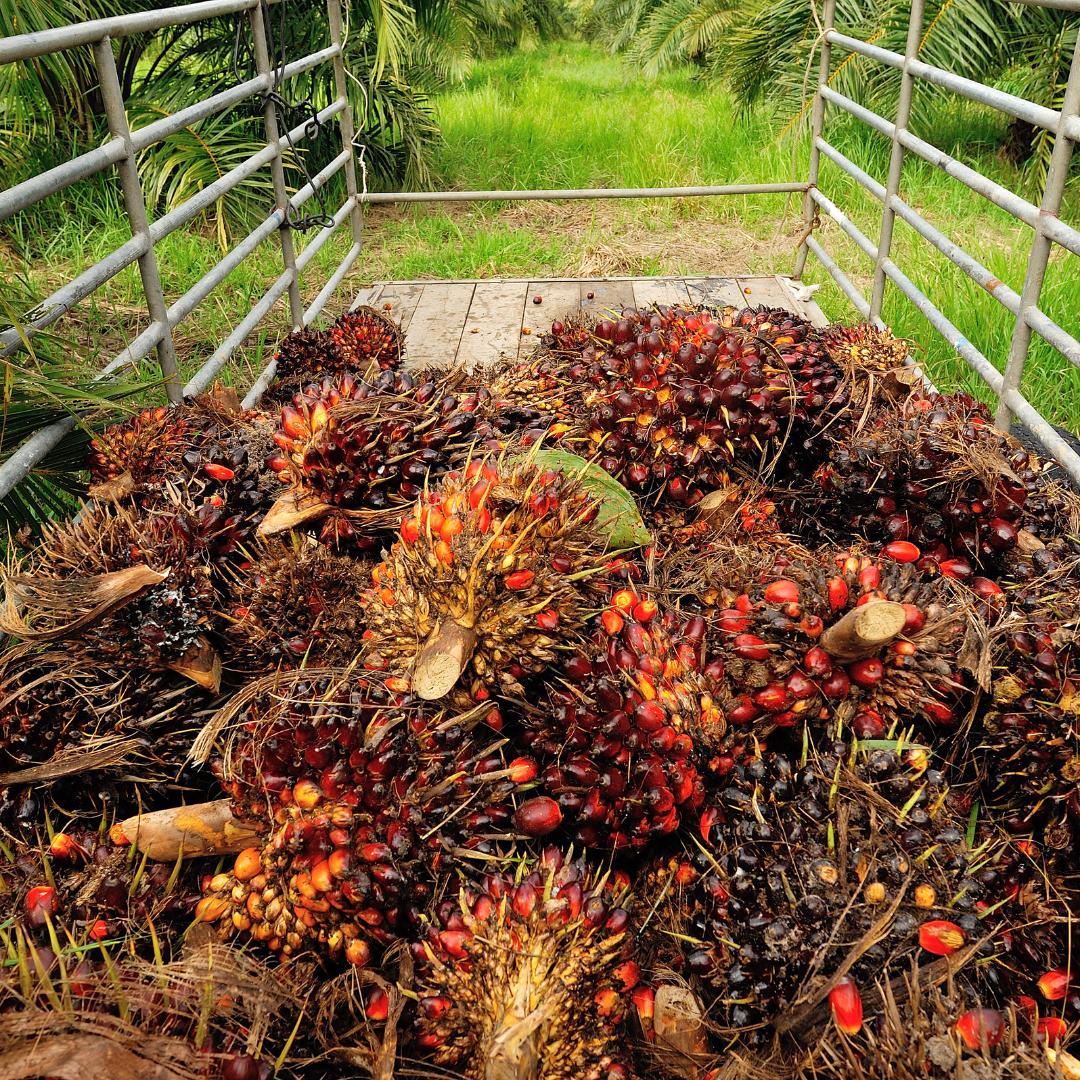 Palm Oil 2