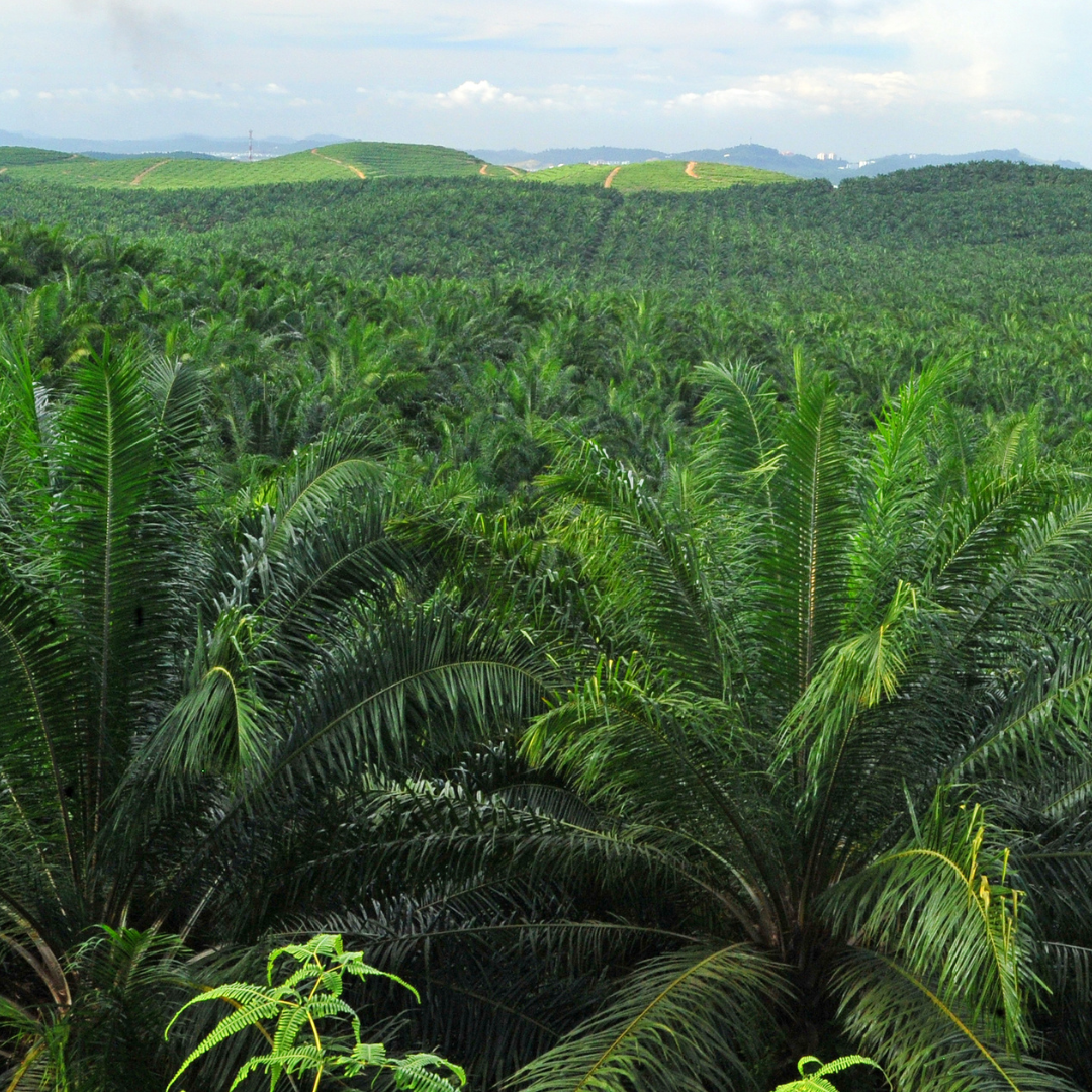 Palm Oil
